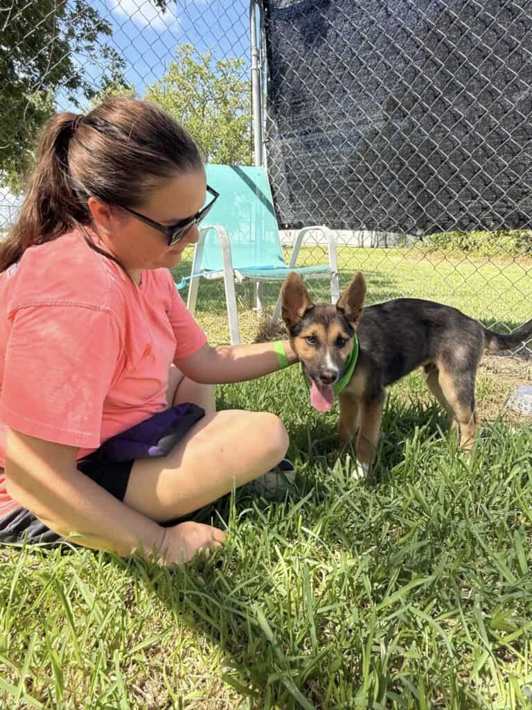 Bay Area Pet Adoptions 2